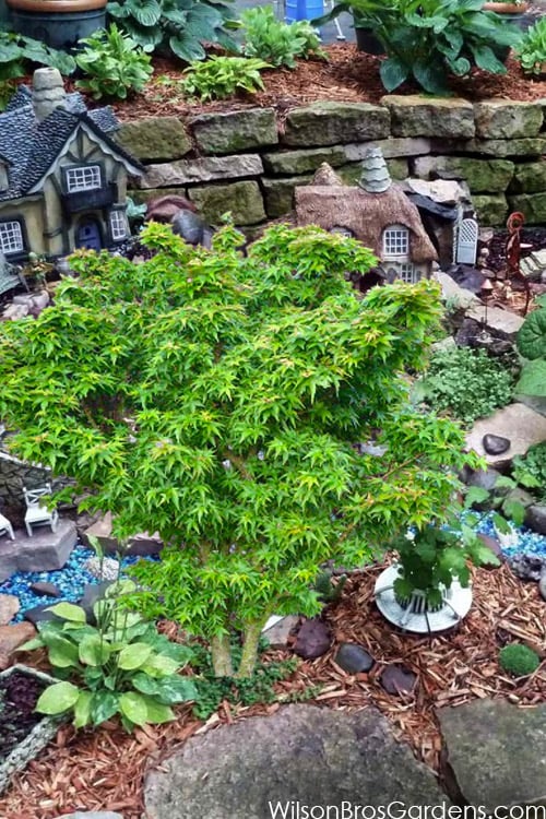 Jade Dragon Dwarf Japanese Maple - 3 Gallon Pot
