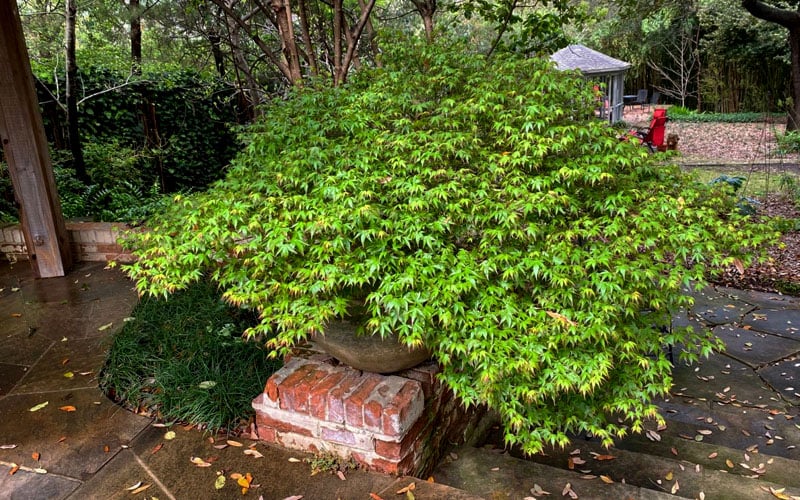  Kiyohime Spreading Japanese Maple - 2 Gallon Pot