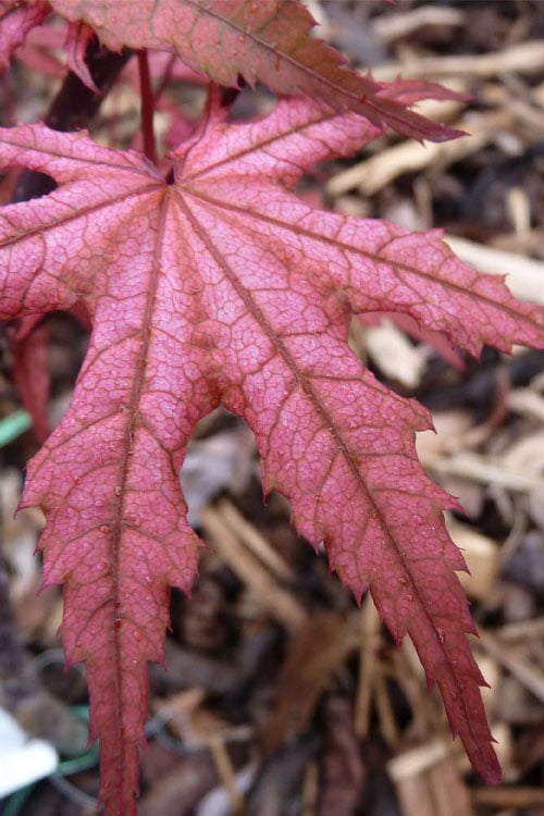  Olsen's Frosted Strawberry Japanese Maple - 3 Gallon Pot