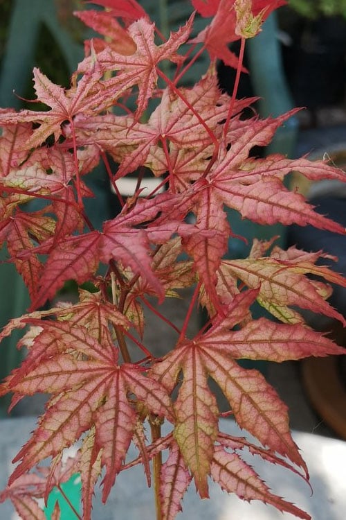 Olsen's Frosted Strawberry Japanese Maple - 3 Gallon Pot