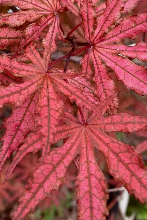  Olsen's Frosted Strawberry Japanese Maple - 3 Gallon Pot
