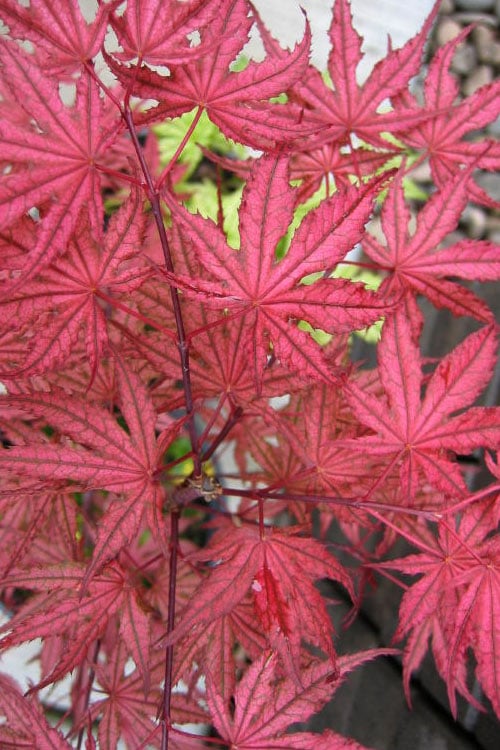  Olsen's Frosted Strawberry Japanese Maple - 3 Gallon Pot