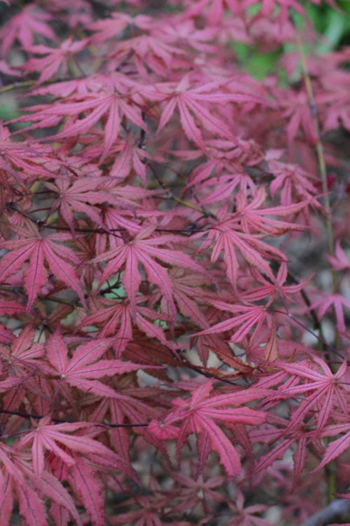  Olsen's Frosted Strawberry Japanese Maple - 3 Gallon Pot