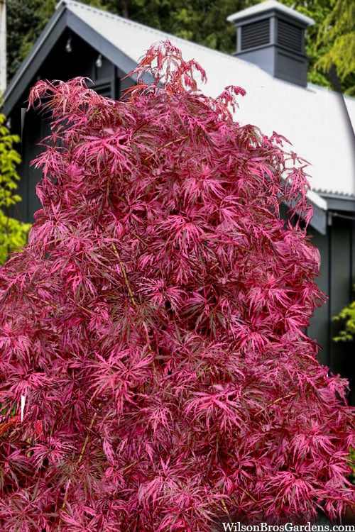  Pink Ballerina Japanese Maple - 5 Gallon Pot