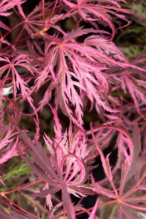  Pink Ballerina Japanese Maple - 5 Gallon Pot