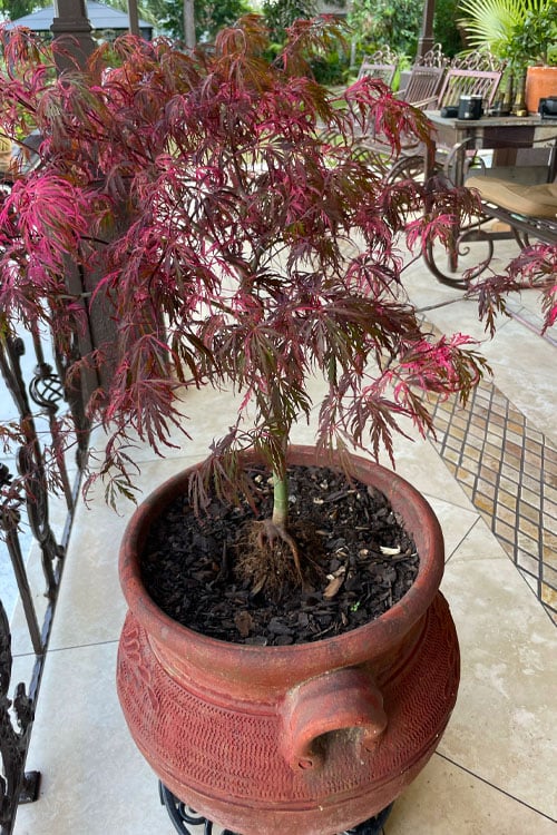  Pink Ballerina Japanese Maple - 5 Gallon Pot