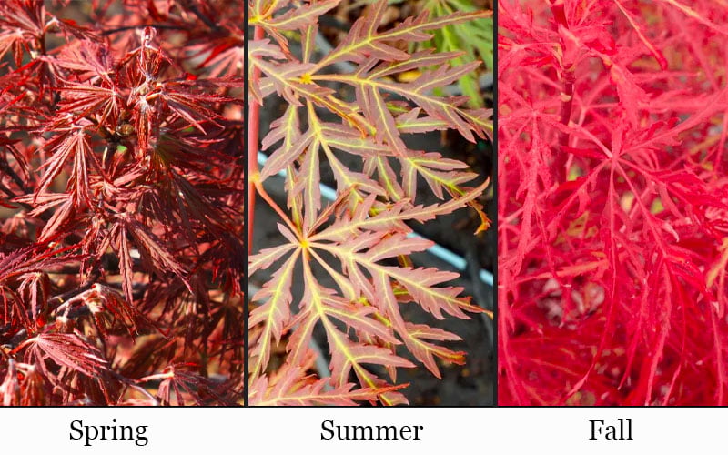  Scarlet Princess Dwarf Japanese Maple - 3 Gallon Pot
