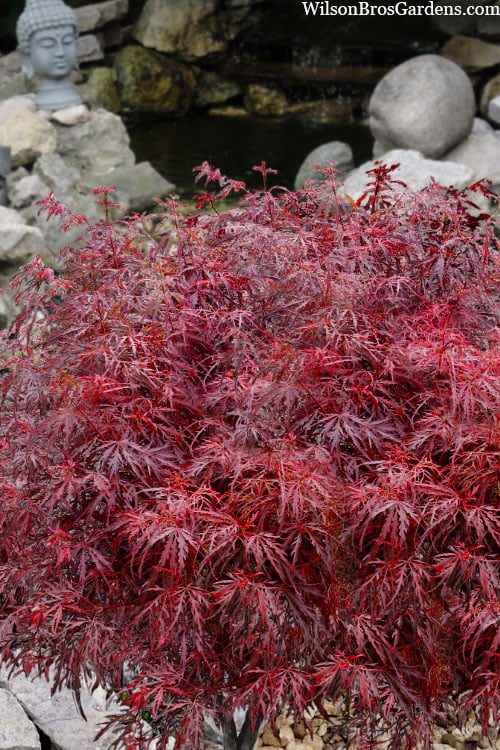  Scarlet Princess Dwarf Japanese Maple - 3 Gallon Pot