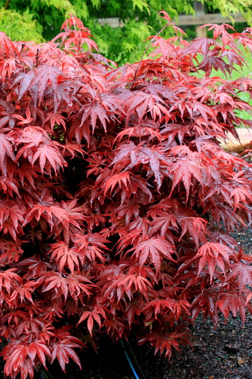  Shaina Dwarf Red Japanese Maple - 7 Gallon Pot (3.5 To 4.5')