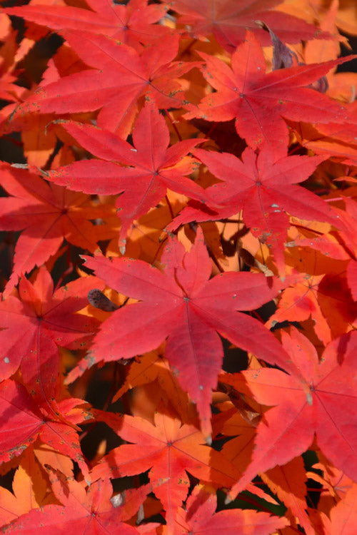  Shindeshojo Japanese Maple - 5 Gallon Pot (5-6')