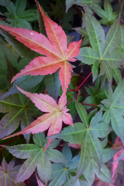  Shindeshojo Japanese Maple - 5 Gallon Pot (5-6')