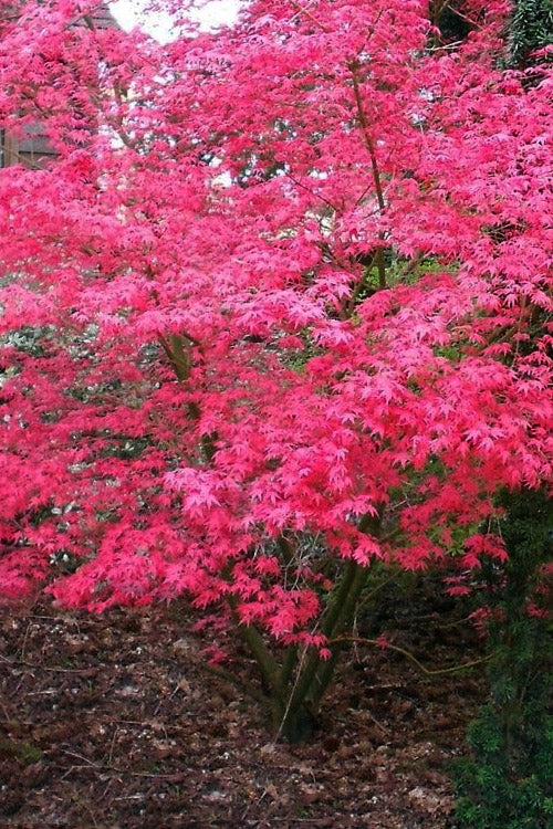  Shindeshojo Japanese Maple - 5 Gallon Pot (5-6')