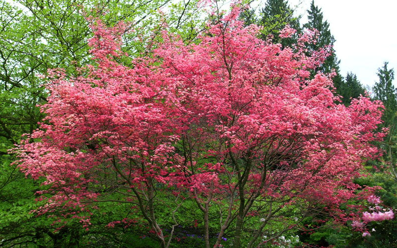  Shindeshojo Japanese Maple - 5 Gallon Pot (5-6')