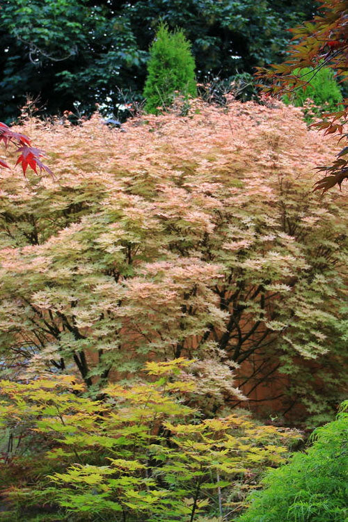  Shindeshojo Japanese Maple - 5 Gallon Pot (5-6')