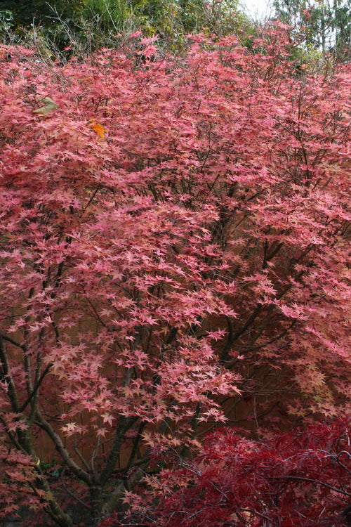  Shindeshojo Japanese Maple - 5 Gallon Pot (5-6')