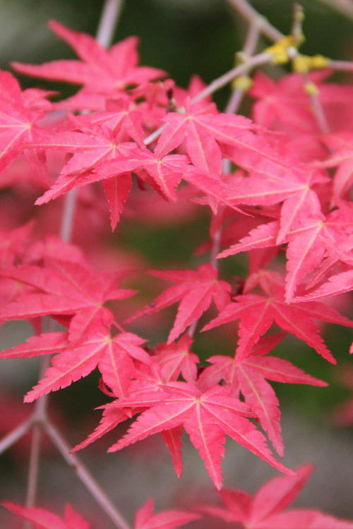  Shindeshojo Japanese Maple - 5 Gallon Pot (5-6')