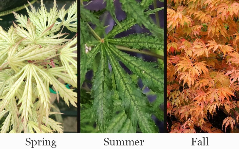  Sister Ghost Japanese Maple - 3 Gallon Pot (4-5')