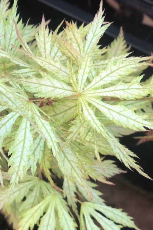  Sister Ghost Japanese Maple - 3 Gallon Pot (4-5')