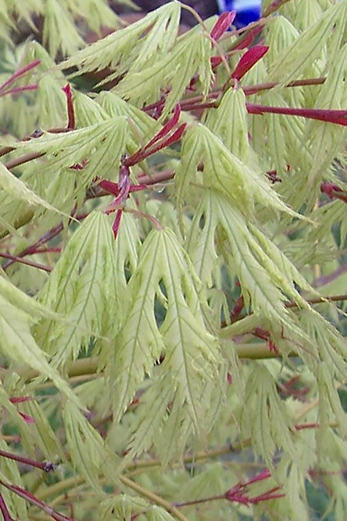  Sister Ghost Japanese Maple - 3 Gallon Pot (4-5')