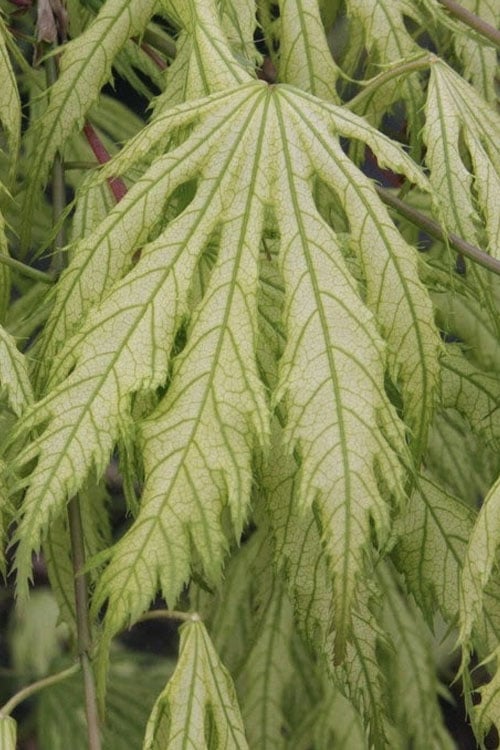  Sister Ghost Japanese Maple - 3 Gallon Pot (4-5')