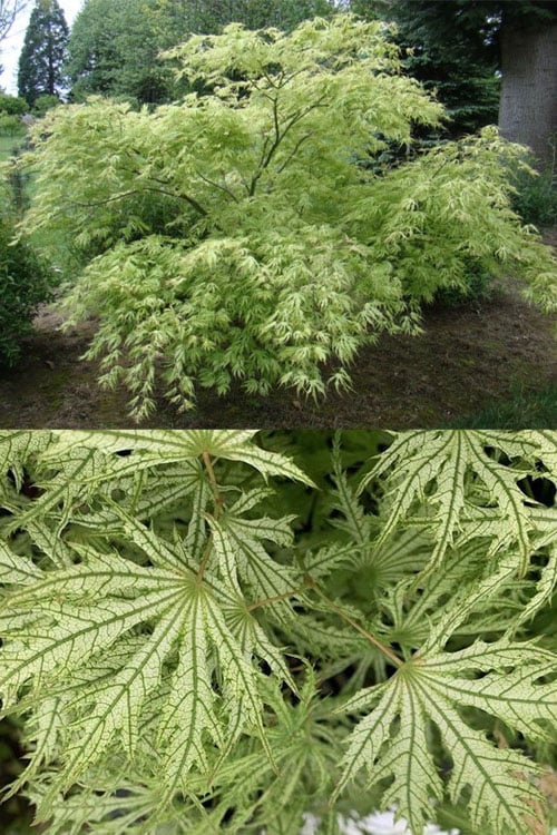  Sister Ghost Japanese Maple - 3 Gallon Pot (4-5')