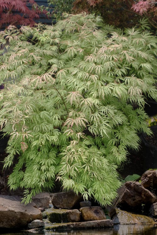  Sister Ghost Japanese Maple - 3 Gallon Pot (4-5')