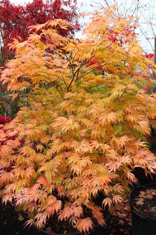  Sister Ghost Japanese Maple - 3 Gallon Pot (4-5')
