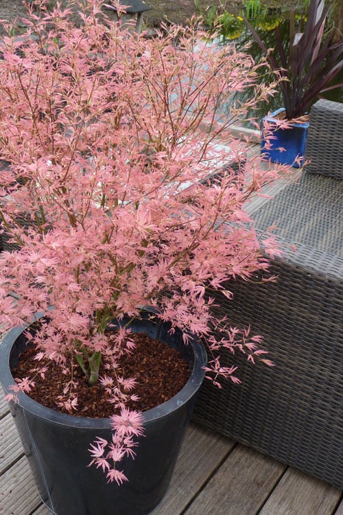  Taylor Pink Japanese Maple - 1 Gallon Pot