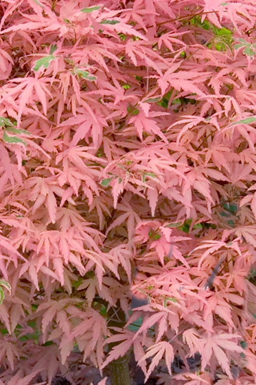  Taylor Pink Japanese Maple - 3 Gallon Pot