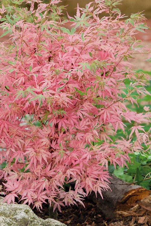  Taylor Pink Japanese Maple - 3 Gallon Pot
