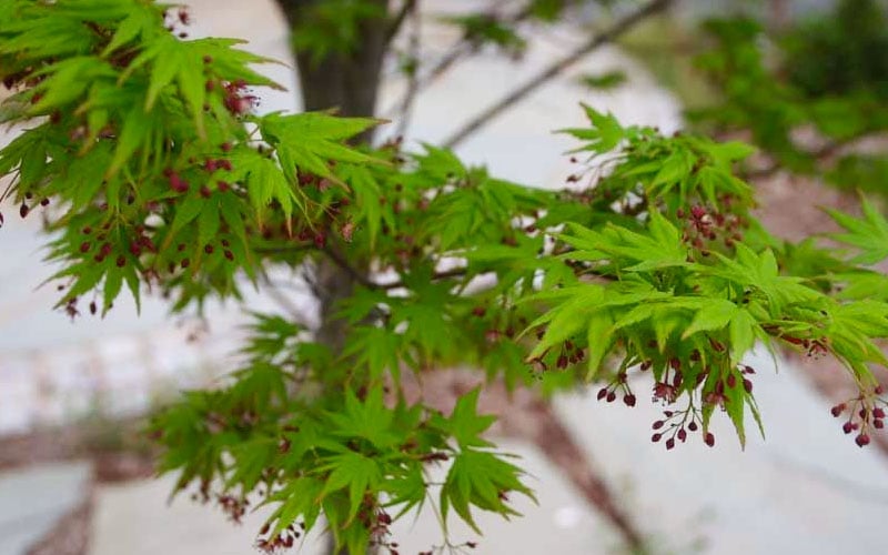  Tobiosho Japanese Maple Tree - 3 Gallon Pot 