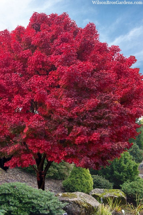  Tobiosho Japanese Maple Tree - 3 Gallon Pot 