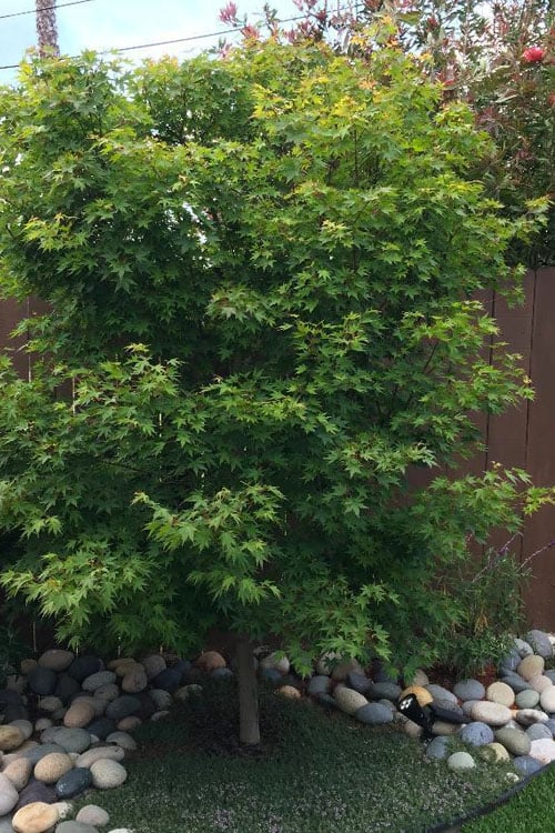  Tobiosho Japanese Maple Tree - 3 Gallon Pot 