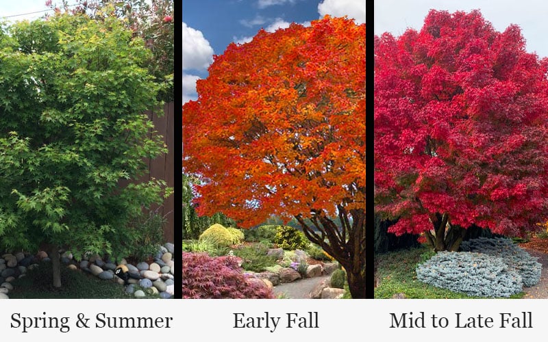  Tobiosho Japanese Maple Tree - 3 Gallon Pot 