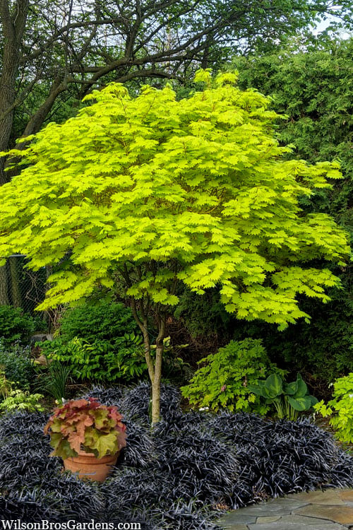  Jordan Golden Full Moon Japanese Maple - 3 Gallon Pot