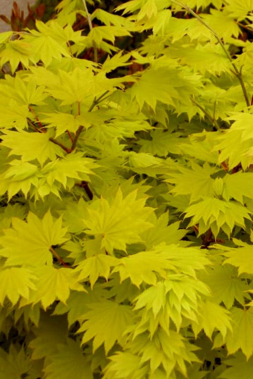  Jordan Golden Full Moon Japanese Maple - 3 Gallon Pot