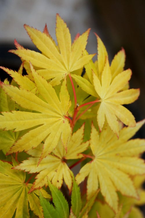  Jordan Golden Full Moon Japanese Maple - 3 Gallon Pot