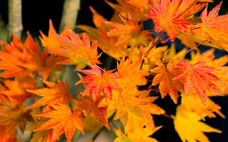 Jordan Golden Full Moon Japanese Maple - 3 Gallon Pot