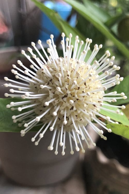  Adina Rubella Buttonbush - 3 Gallon Pot