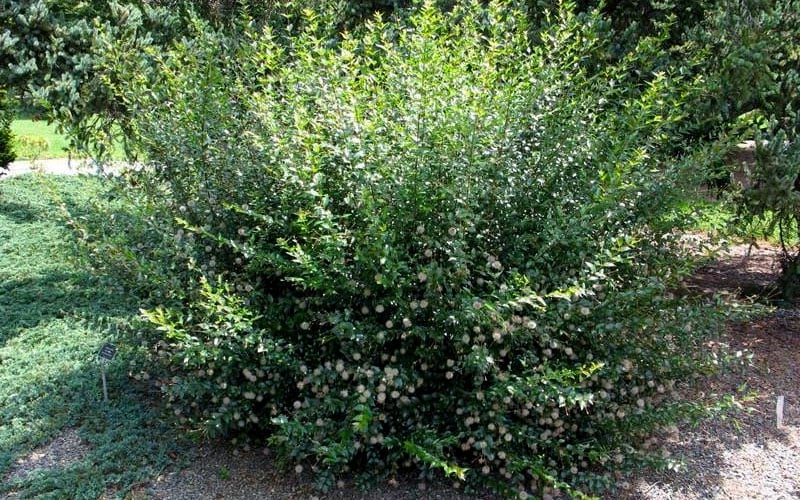  Adina Rubella Buttonbush - 3 Gallon Pot