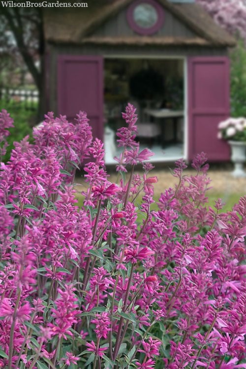  Rosie Posie Agastache (Hummingbird Mint) - 1 Gallon Pot