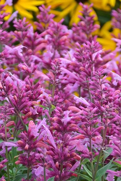  Rosie Posie Agastache (Hummingbird Mint) - 1 Gallon Pot