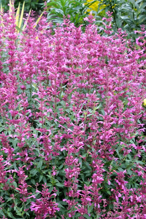  Rosie Posie Agastache (Hummingbird Mint) - 1 Gallon Pot