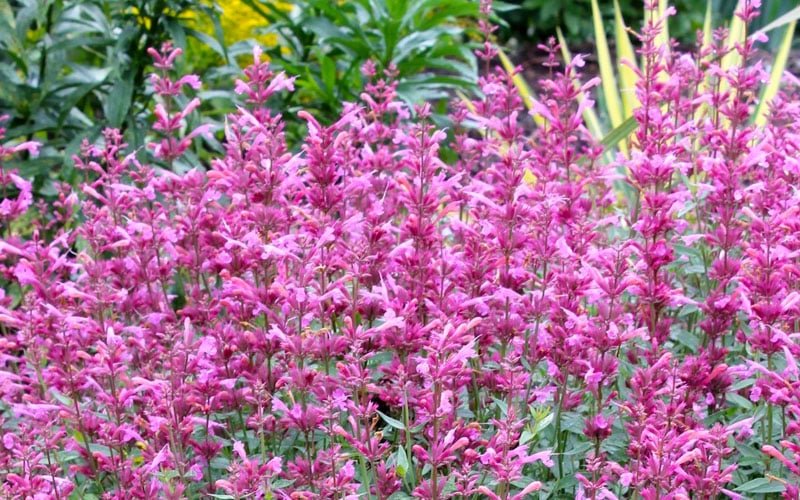  Rosie Posie Agastache (Hummingbird Mint) - 1 Gallon Pot