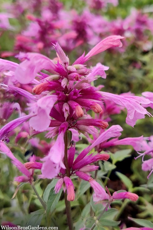  Rosie Posie Agastache (Hummingbird Mint) - 1 Gallon Pot