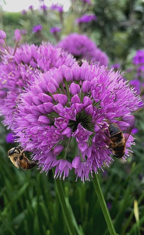  Millenium Allium (Ornamental Onion) - 6 Pack Of 1 Gallon Pots