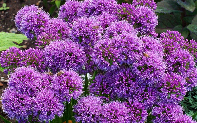 Millenium Allium (Ornamental Onion) - 6 Pack Of 1 Gallon Pots