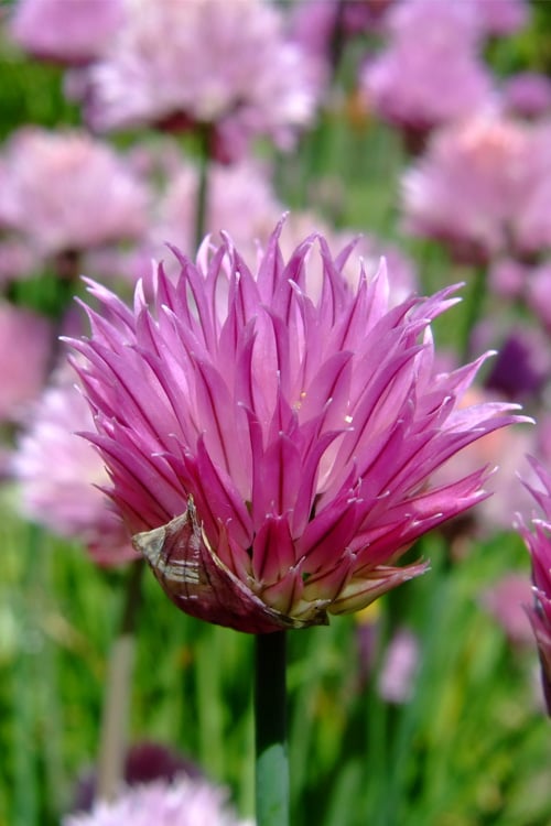  Chives Plant (Allium Schoenoprasum) - 5 Pack Of Quart Pots