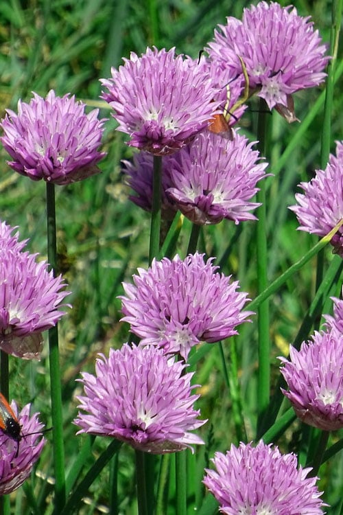 Chives Plant (Allium Schoenoprasum) - 5 Pack Of Quart Pots