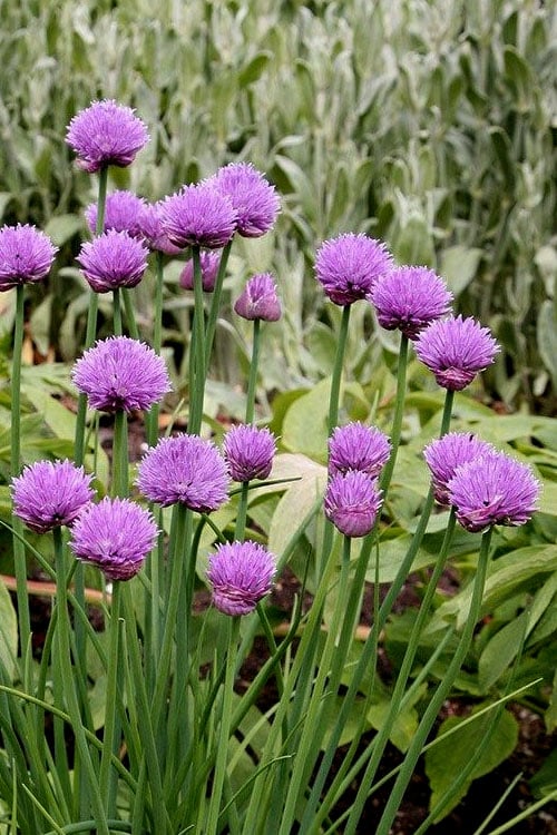  Chives Plant (Allium Schoenoprasum) - 5 Pack Of Quart Pots